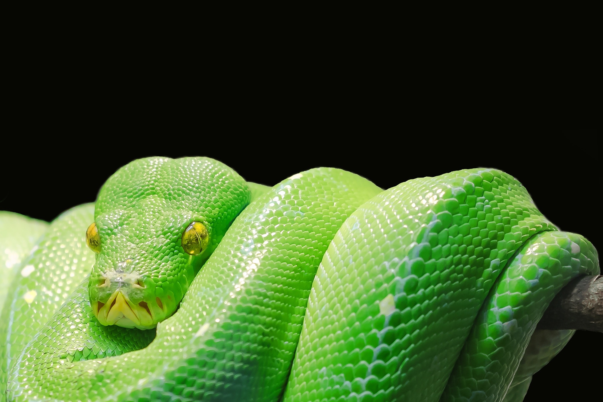 Green Tree Python Reptiles Room