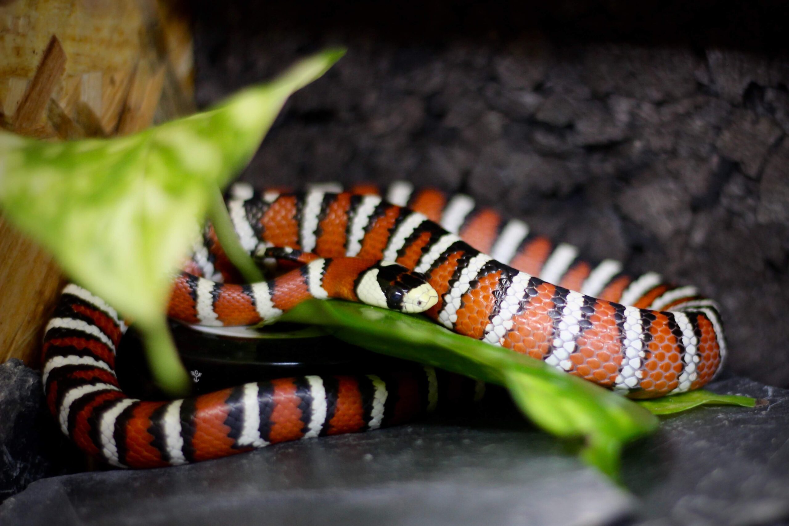 milk snake
